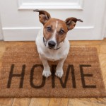 Why It Is Advisable To Make Your Vacation Rental Pet Friendly