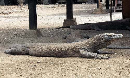 Once in a life you should visit Komodo National Park in Indonesia. It is the UNESCO World Heritage Site and over there you will find big lizards, endemic rat, timor deer and many more.