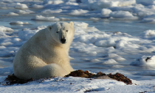 Churchill in Canada is highly famous as the ‘Polar Bear Capital’ of the world