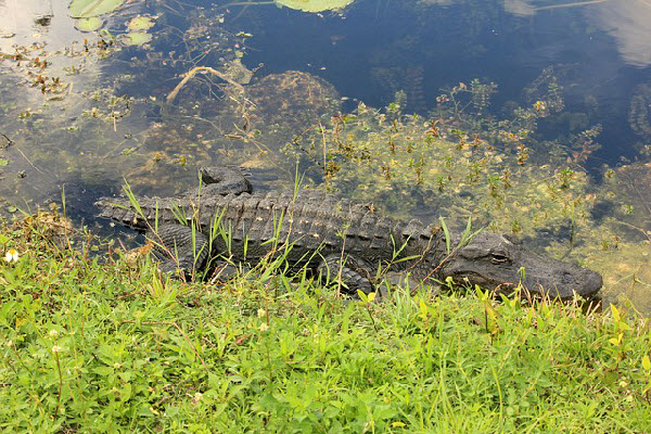 Everglades National Park in Florida is most popular for its gators.