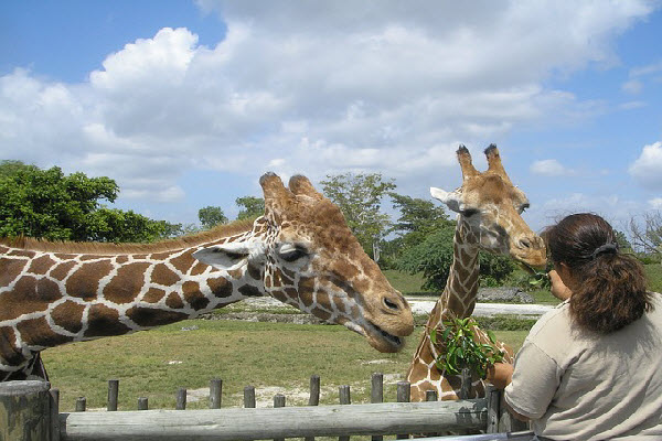Zoo Miami is the largest zoo in Florida and you will find various animals from across the globe such as African elephants, meerkats, Galapagos tortoises and tigers.
